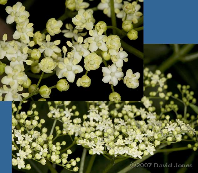 The Elder comes into flower