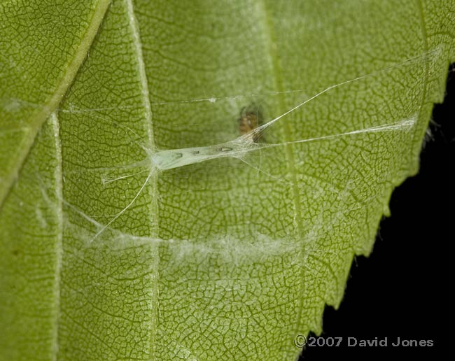 The 'hammock' of a Apple Leaf Miner moth (Lyonetia clerkella)