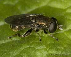 Hoverfly - Tropidia scita?