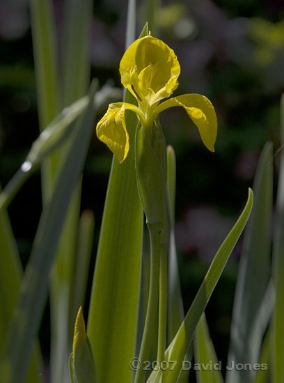 The first Flag Iris comes into flower