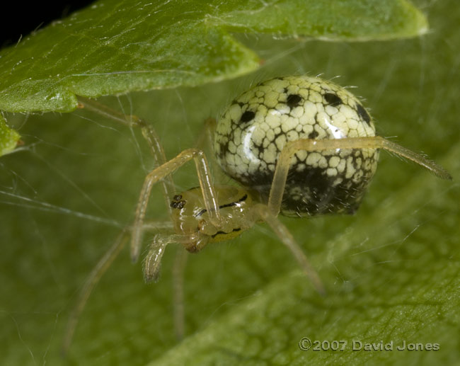 Spider (similar in appearance to Bolyphantes luteolus) on Birch leaf