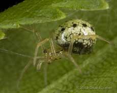 Spider (similarin appearance to Bolyphantes luteolus) on Birch leaf