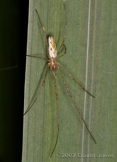 Spider (Tetragantha extensa?) on Iris