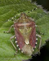 Sloe Bug (Dolycoris baccarum)