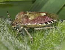 Sloe Bug (Dolycoris baccarum) - olique view, showing hairs