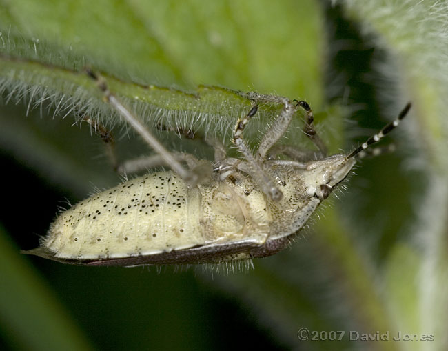 Sloe Bug (Dolycoris baccarum) - olique view showing underside