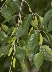 Developing seed heads on the Birch