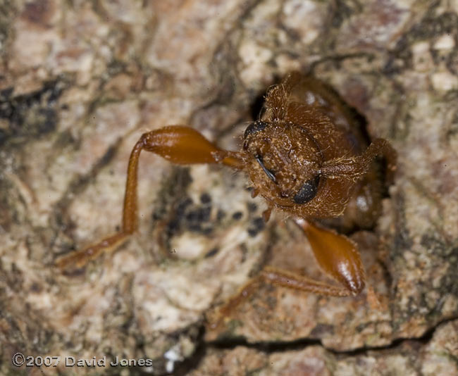 Longhorn beetle (Phymatodes testaceus) emerges from Oak log - 1