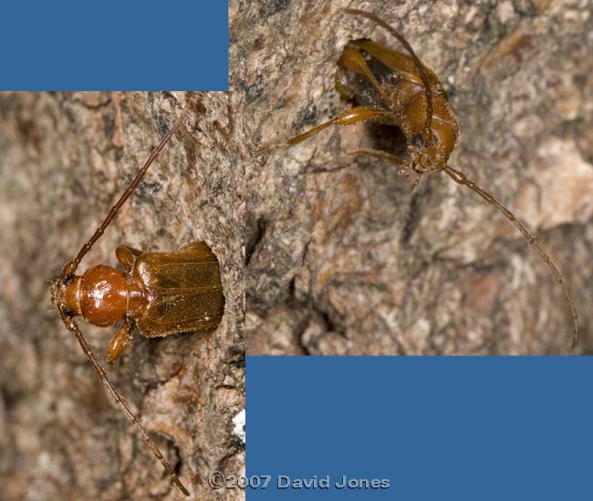 Longhorn beetle (Phymatodes testaceus) rests during emergence from Oak log