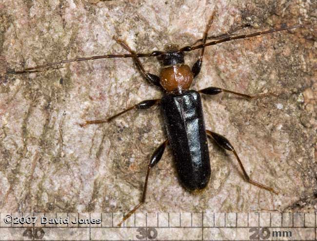 Longhorn beetle (Phymatodes testaceus) on Oak log - 1