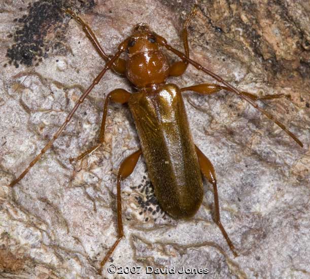 Longhorn beetle (Phymatodes testaceus) on Oak log - 2