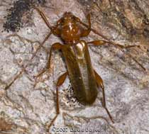 Longhorn beetle (Phymatodes testaceus) on Oak log - 2