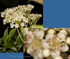 The Rowan comes into flower