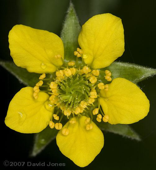 Wood Avens flower