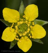 Wood Avens flower