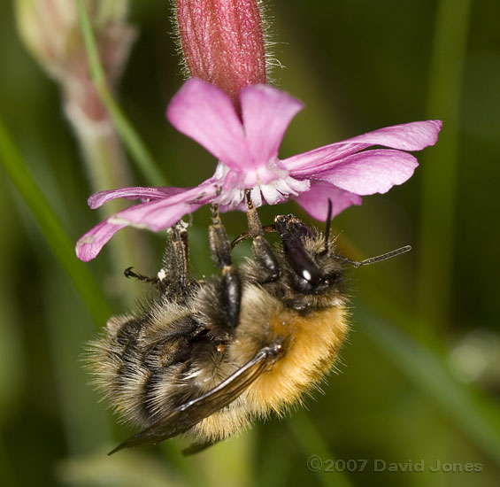Carder bee, possibly Bombus pascuorum, at Red Campion
