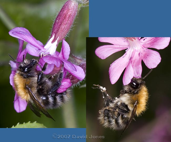 Carder bee, possibly Bombus pascuorum, at Red Campion - 2