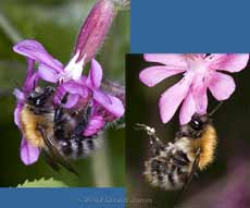 Carder bee, possibly Bombus pascuorum, at Red Campion - 2