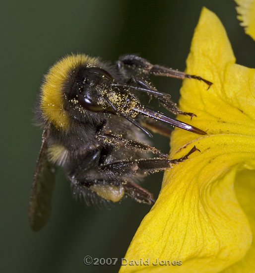Garden Bumblebee (Bombus hortorum), showing its long tongue