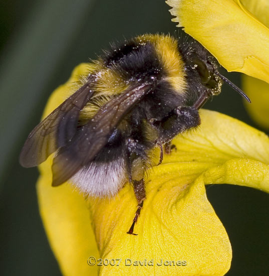 Garden Bumblebee (Bombus hortorum) visits an Iris