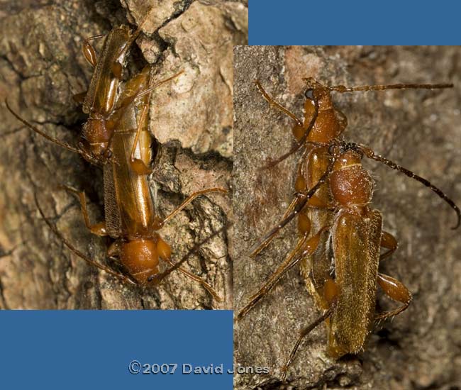 Longhorn beetles (Phymatodes testaceus) mating - 2