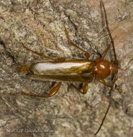 Longhorn beetle (Phymatodes testaceus) egg-laying on Oak tree stump- 1