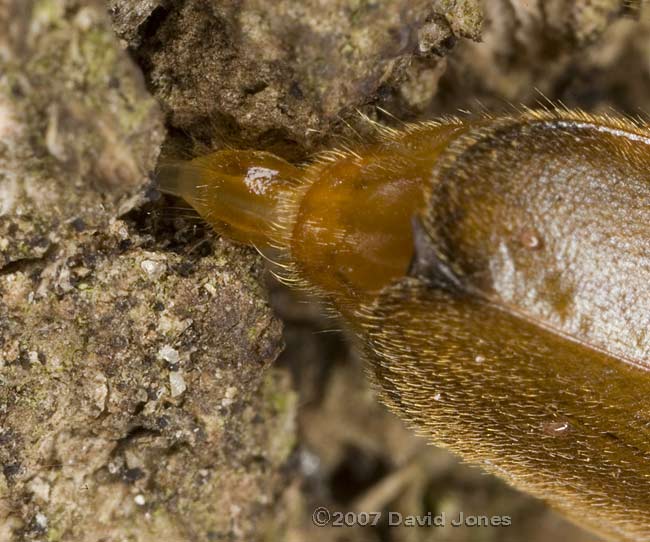 Longhorn beetle (Phymatodes testaceus) egg-laying - close-up of extended ovipositor