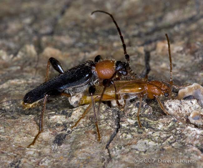 Longhorn beetles (Phymatodes testaceus) mating - 1