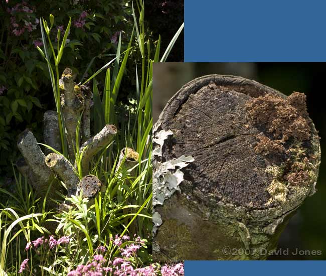 Cherry treee stump shows signs of solitary wasp activity