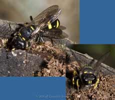 Solitary wasp brings fly back to burrow