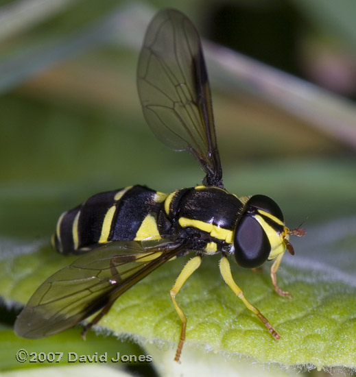 Hoverfly (Xanthogramma pedissequum) - 2