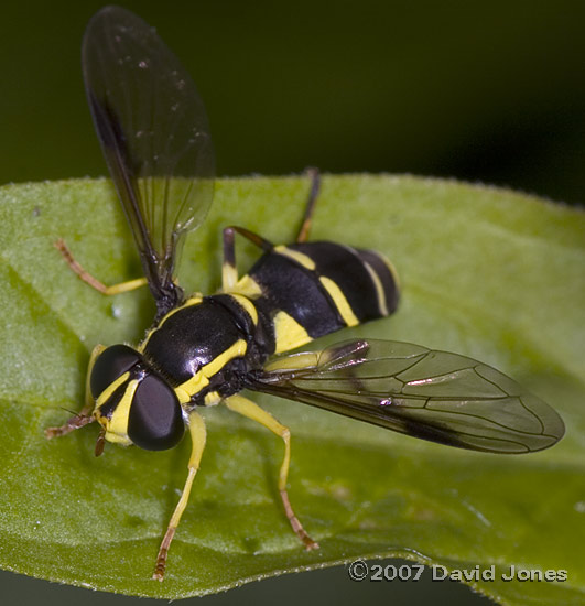 Hoverfly (Xanthogramma pedissequum) - 1