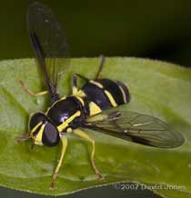 Hoverfly (Xanthogramma pedissequum)