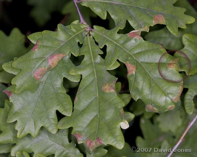 Oak leaves damaged by insect larvae
