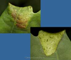 Close-up of folded lobe on Oak leaf