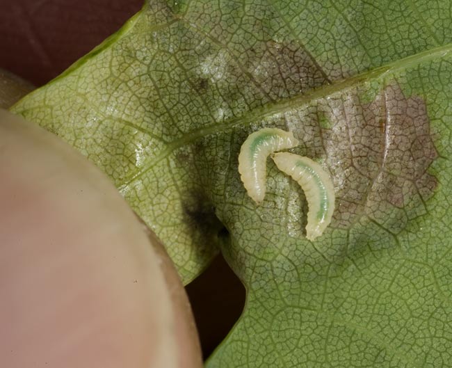 Larvae under folded lobe on Oak leaf
