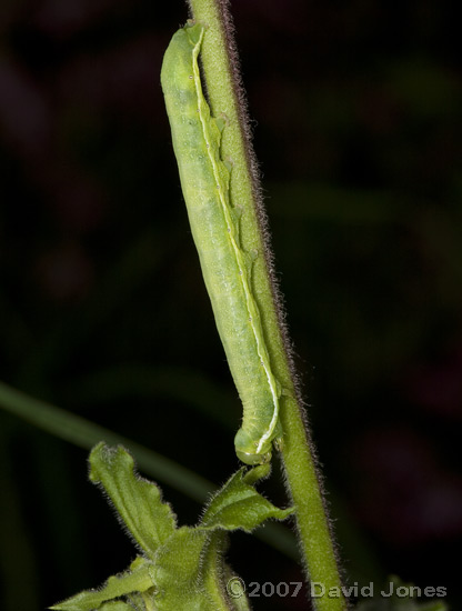 Caterpillar on Ragged Robin plant