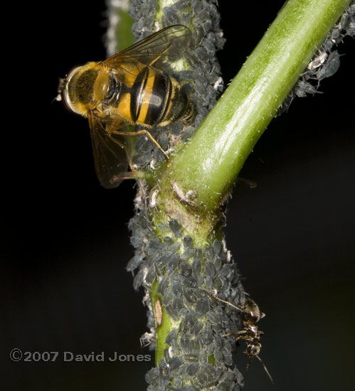 Hoverfly egg-laying amongst aphids - 1