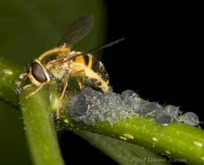 Hoverfly egg-laying amongst aphids - 2