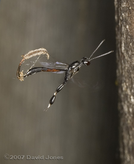 Gasteruption jaculator with tangled ovipositor