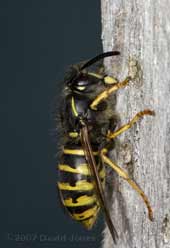Common Wasp scraping wood