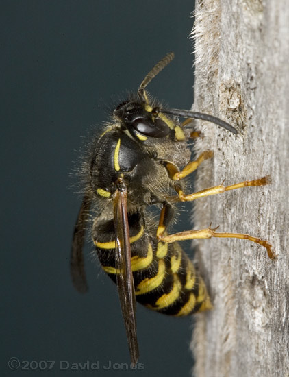 Common Wasp gathers wood shavings under its 'chin'