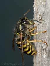 Common Wasp gathers wood shavings under its 'chin'