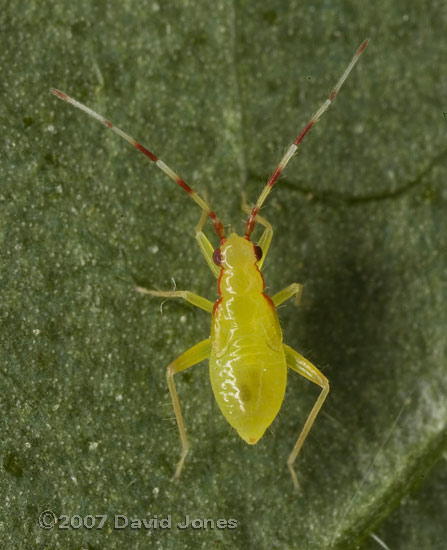 Bug nymph on Elder leaf