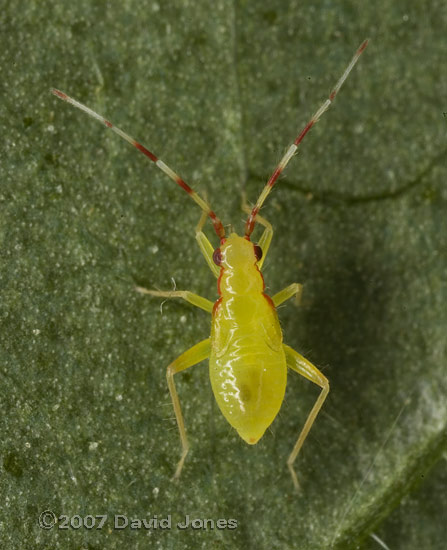 Bug nymph on Elder leaf