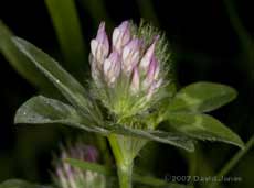 The Red Clover comes into flower
