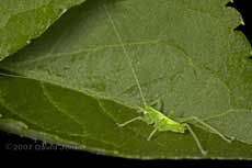 Cricket nymph on Elder leaf