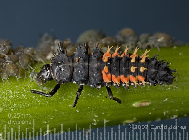 Larva of Harlequin Ladybird with aphid - 1