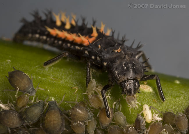 Larva of Harlequin Ladybird with aphid - 2