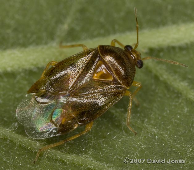 Unidentified bug on Willow - 1